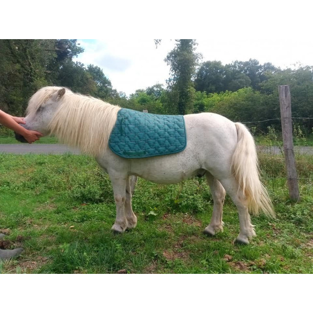 Tapis Vert sapin shet/poney