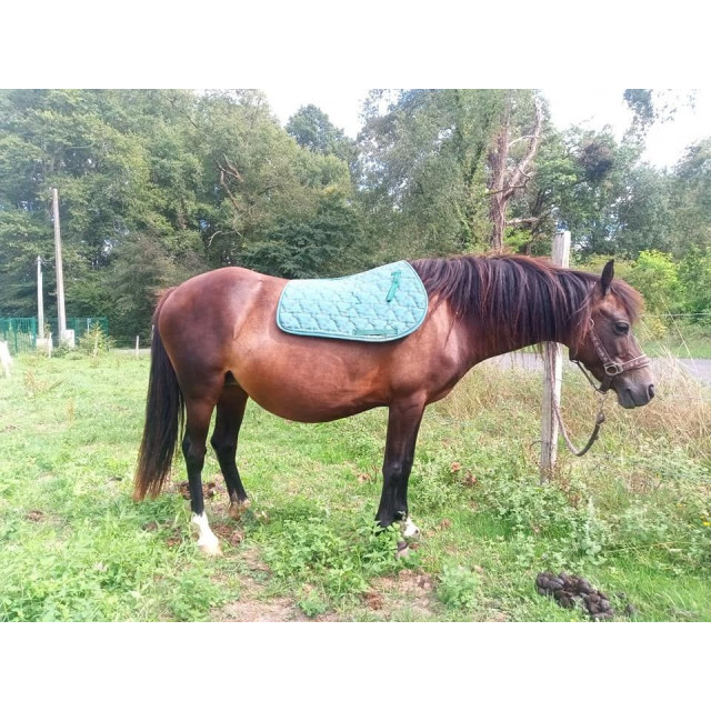 Tapis Vert sapin shet/poney