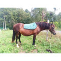Tapis Vert sapin shet/poney