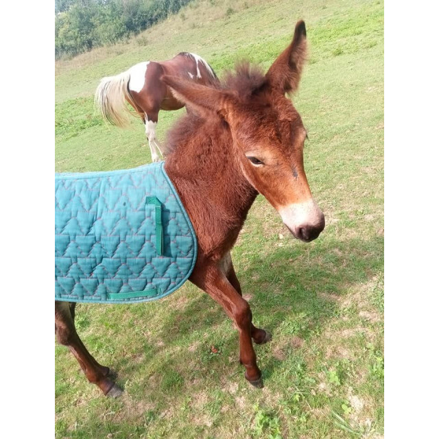 Tapis Vert sapin shet/poney