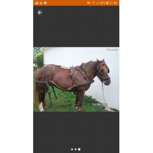 Harnais en cuir taille FULL