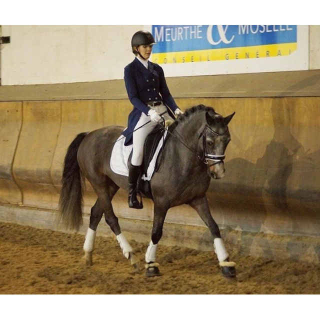 Frac de dressage Animo