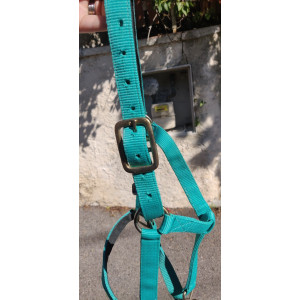 Licol bleu/vert