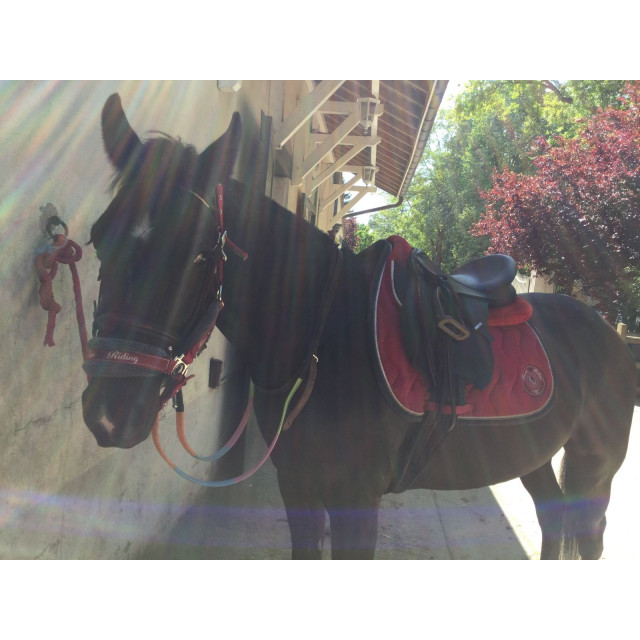 Pack licol + longe + tapis + amotisseur équitation cheval et poney WINNER rouge