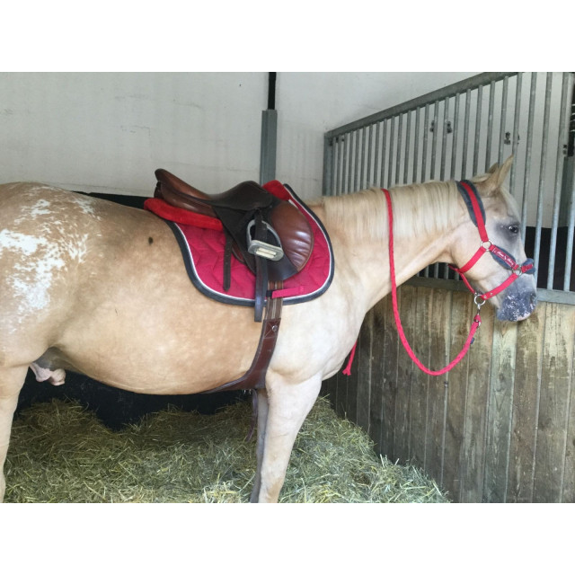 Pack licol + longe + tapis + amotisseur équitation cheval et poney WINNER rouge