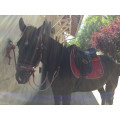 Tapis équitation cheval et poney WINNER rouge