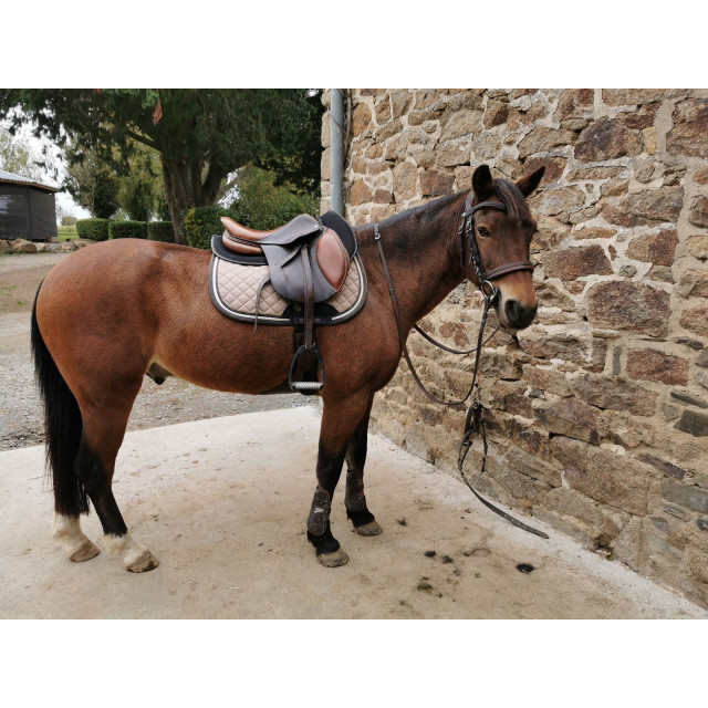 Selle antares 15, 5 pouces