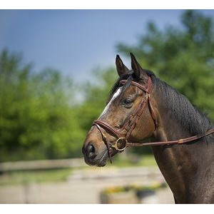 Filet éric thomas muserolle combinnée et frontal bombé carré havane