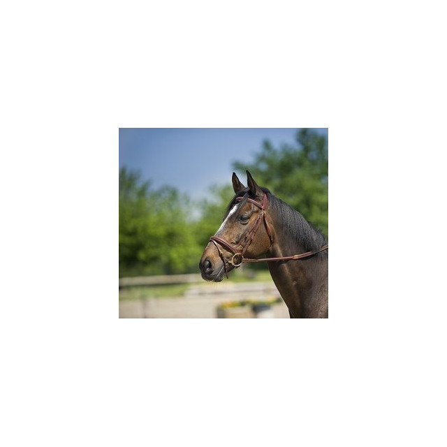 Filet éric thomas muserolle combinnée et frontal bombé carré havane