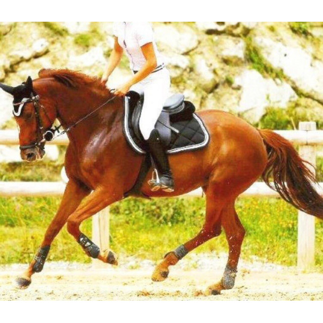 Selle Brunet Pineau 17 3/4 CSO mixte