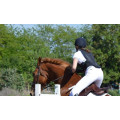 Dorsale Zandona ESATECH ARMOUR PRO EQUITATION X6-7-8
