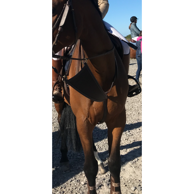 martingale pleine chetak