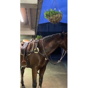 Collier de chasse 5 points mouton