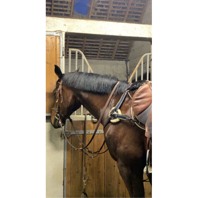 Collier de chasse 5 points mouton