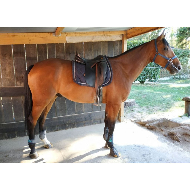 selle de dressage KN 18"