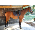 selle de dressage KN 18"