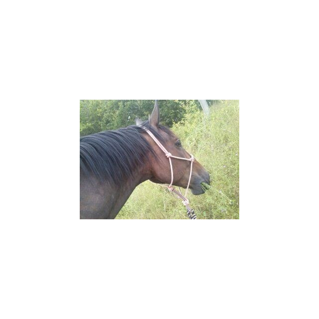 Licol éthologique taille cheval