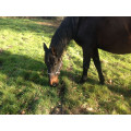 Licol éthologique taille cheval