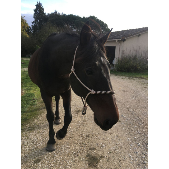 Licol éthologique taille cheval
