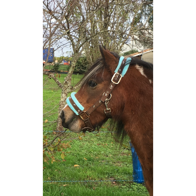 Ensemble licol et longe taille poney  bleu ciel/brun