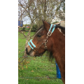Ensemble licol et longe taille poney  bleu ciel/brun