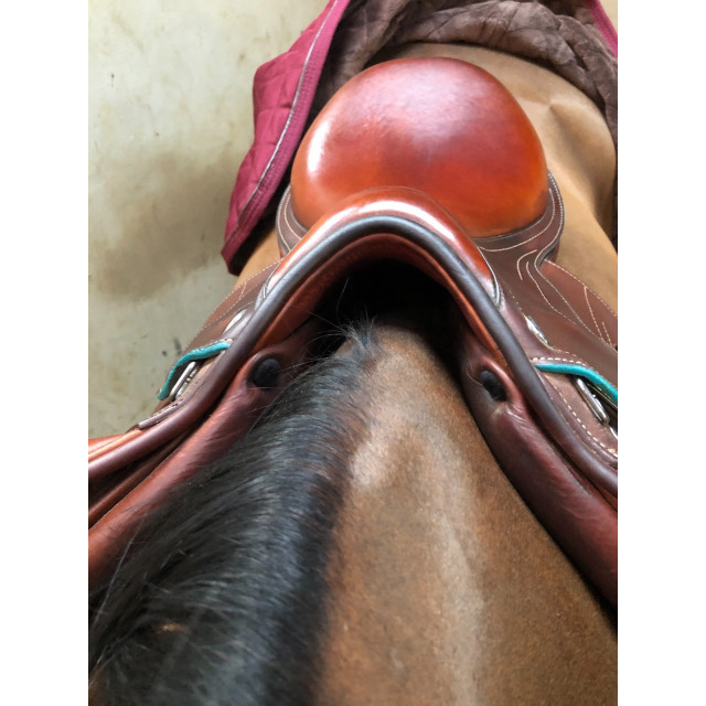 Selle François Tanguy (prestige)