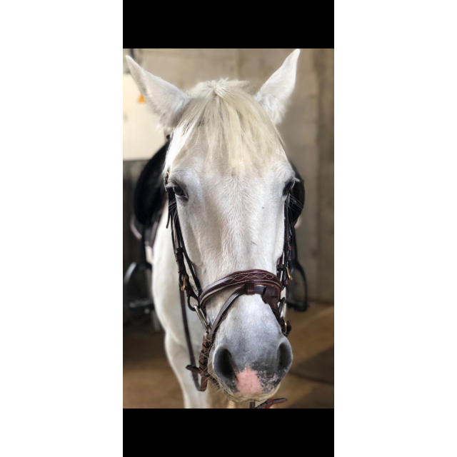 Bridon Norton club surpiqué Havane