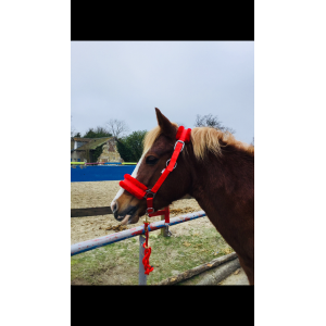 Licols rouge moumoute