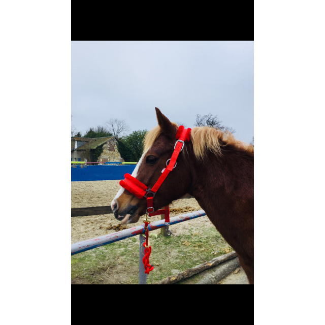 Licols rouge moumoute