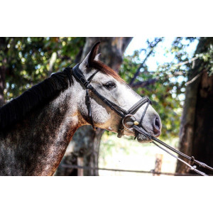 Bridon penelope leprevost