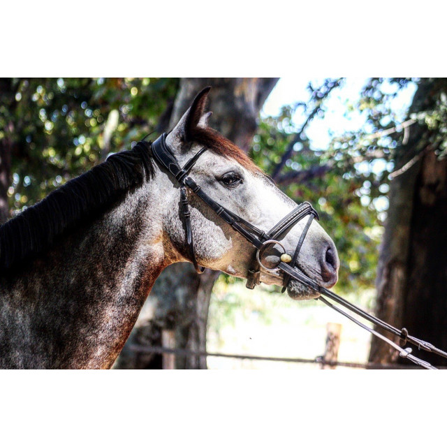 Bridon penelope leprevost