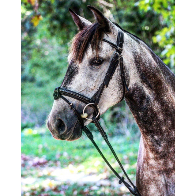 Bridon penelope leprevost