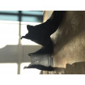 Boots d’équitation