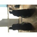 Boots d’équitation