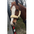 Licol mouton