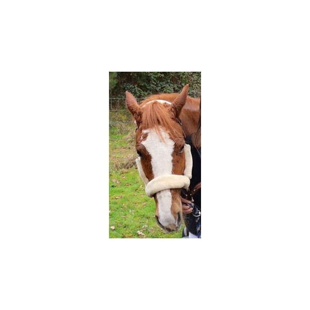 Licol mouton