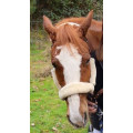 Licol mouton