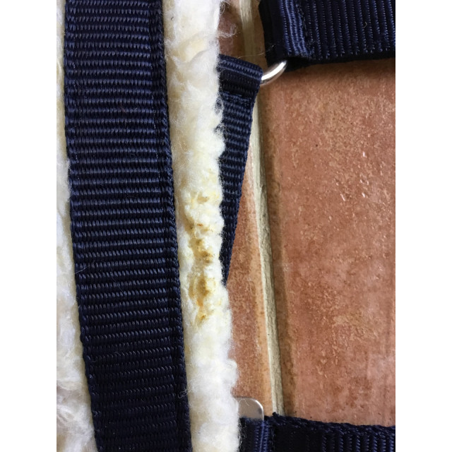 Licol bleu marine avec de la moumoute sur la muserolle