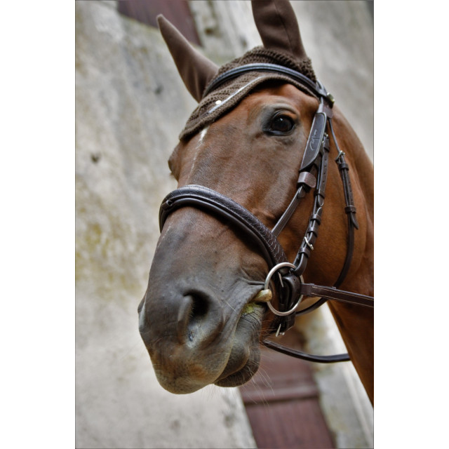 Bridon Shockemohle