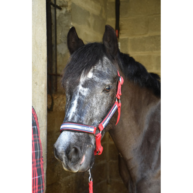 Licol Fouganza Rouge Double Poney