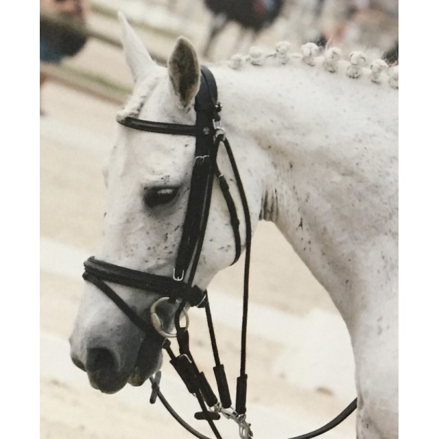 Filet muserole épaisse combiné, têtière anatomique