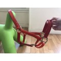 Licol et longe Norton synthétique