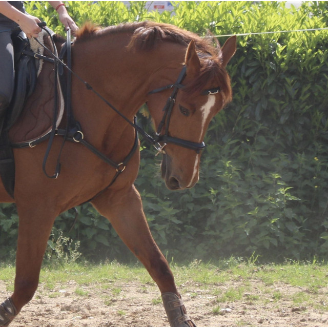 Collier de chasse cuir