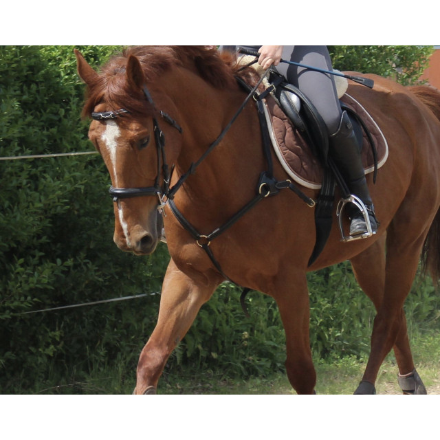 Collier de chasse cuir