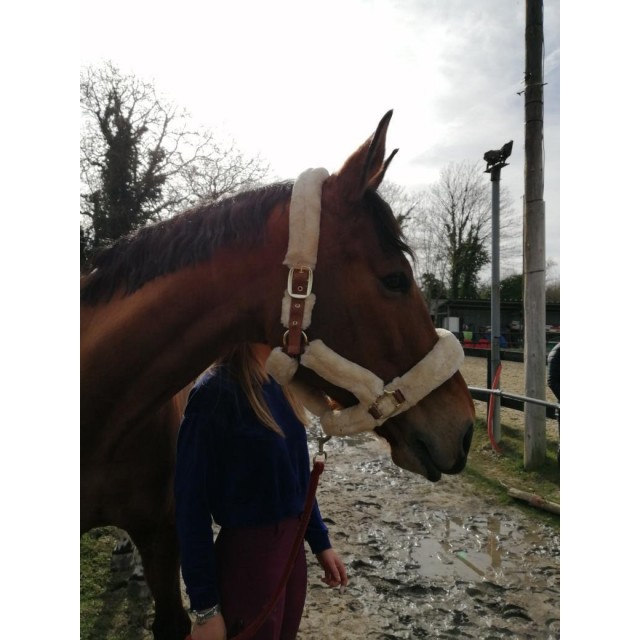 Licole mouton jacson