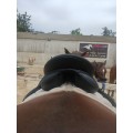 Selle Norton pro mixte