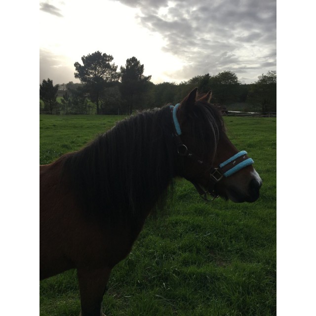 Ensemble licol et longe taille poney  bleu ciel/brun