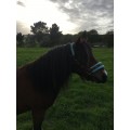 Ensemble licol et longe taille poney  bleu ciel/brun