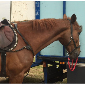 Collier de chasse 5 points