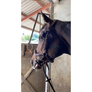 Bridon Jump'in New York